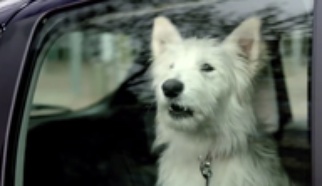 Citroen - Dog Romance